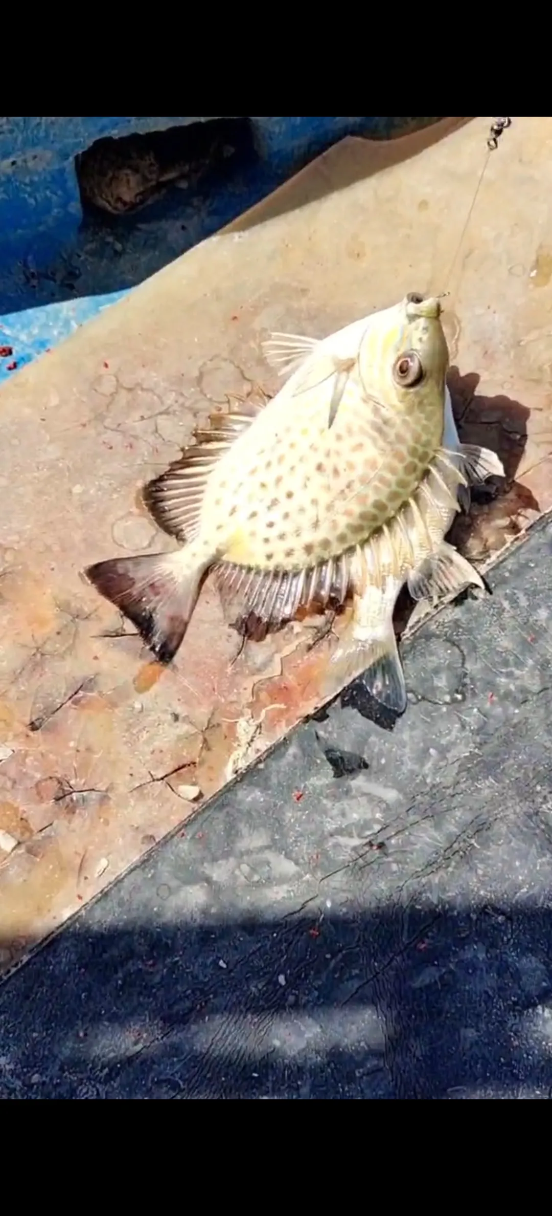 明虾能做海钓饵吗(有一种虾叫明虾，骗了好多食客,十几年前我就知道这种虾，不好吃)