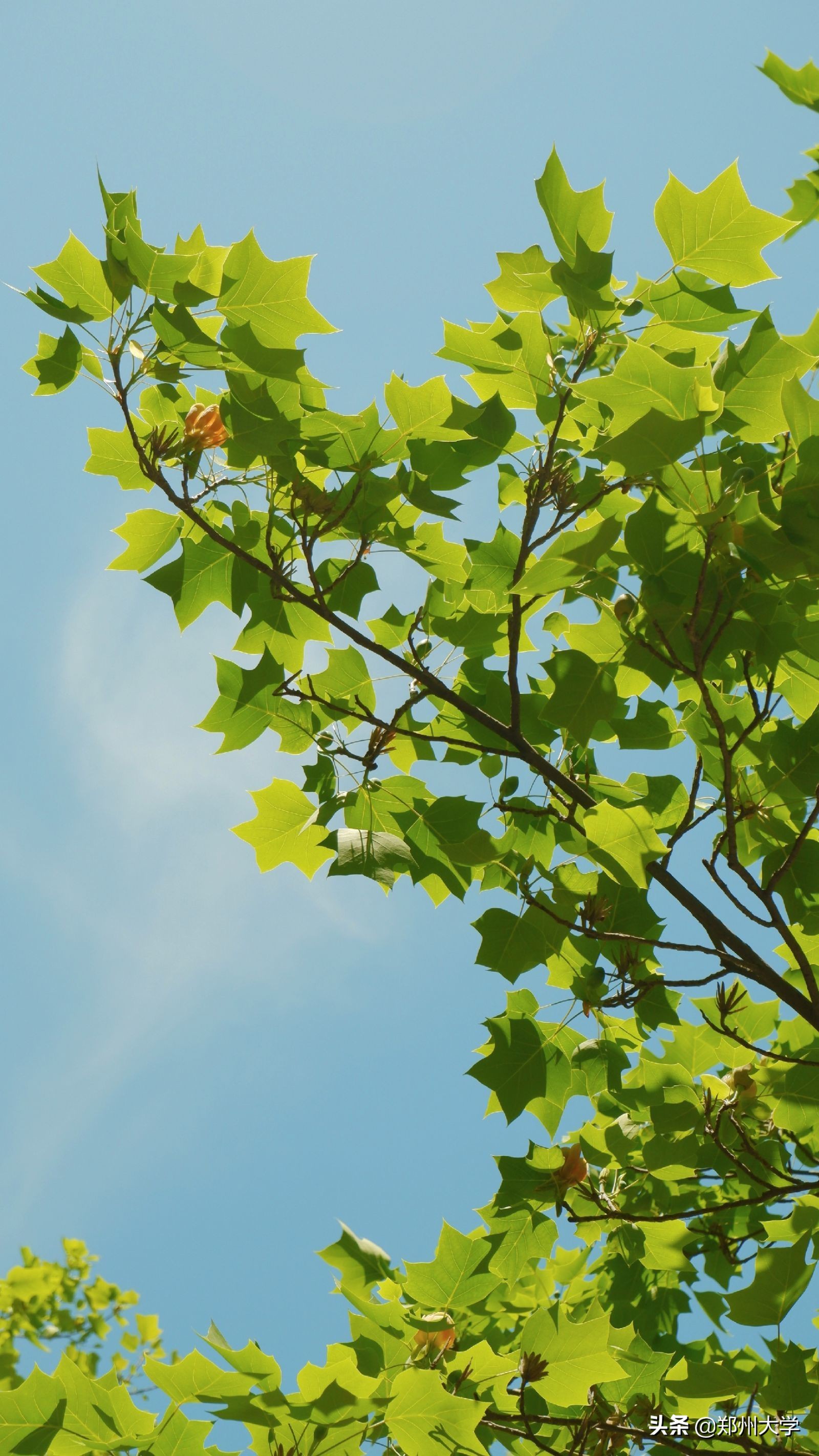 与你，郑大的日日夜夜…