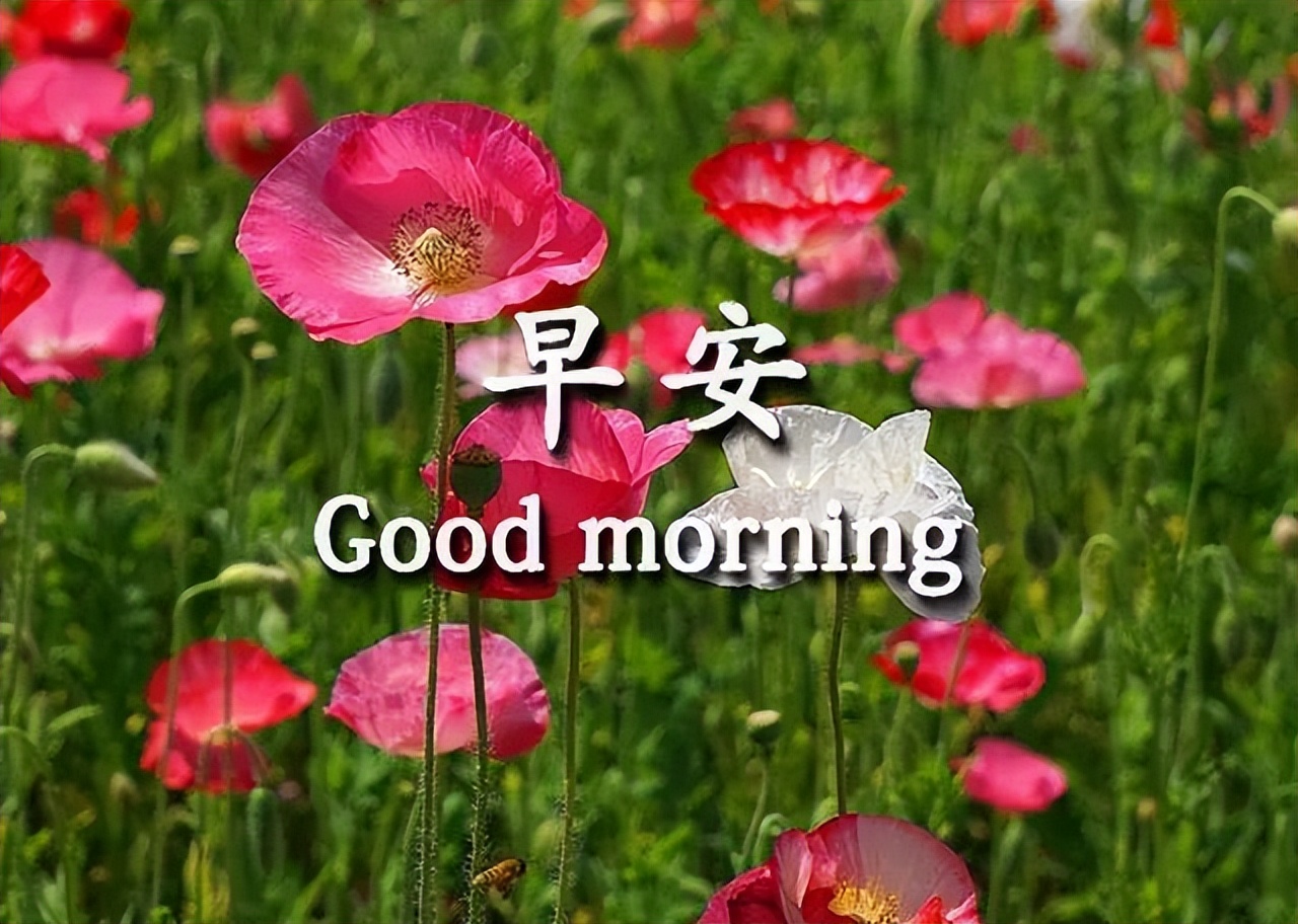 早上好祝福 长长久久，平平安安 做人就要沉下心来，踏踏实实去努力图片