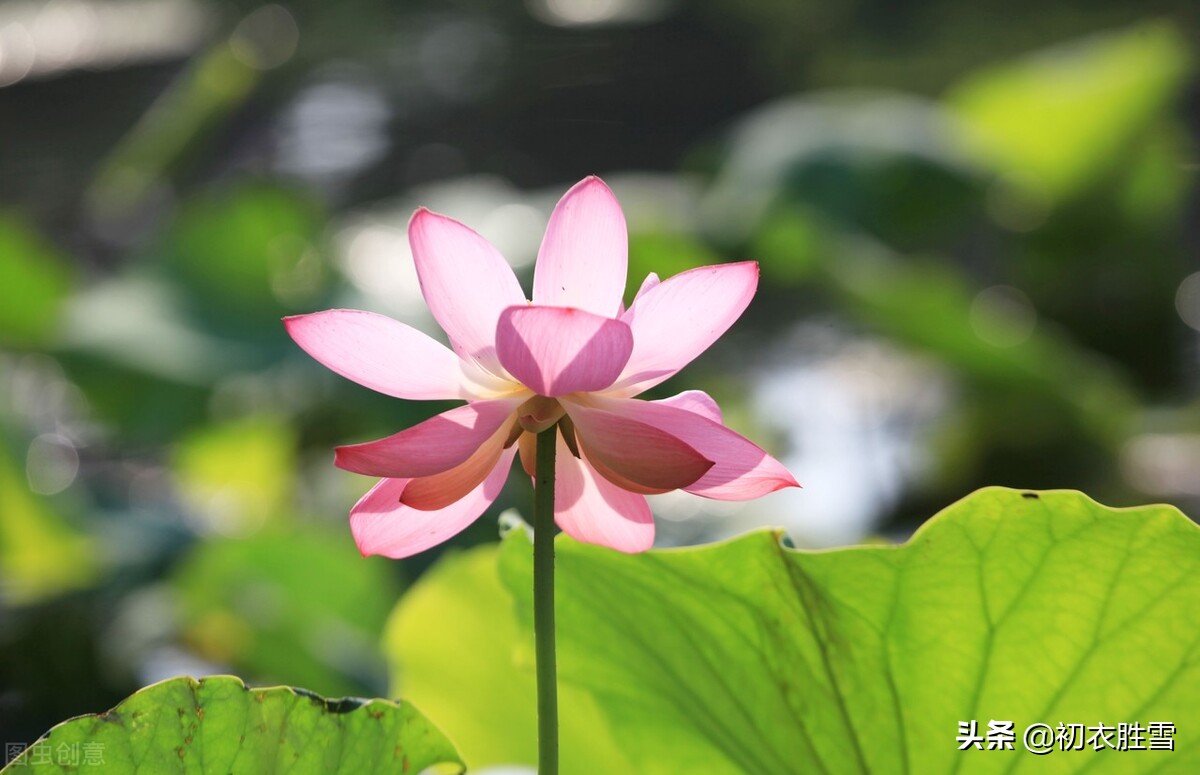 仲夏清新早荷美诗五首：一花一叶自相连，待得花开叶已圆
