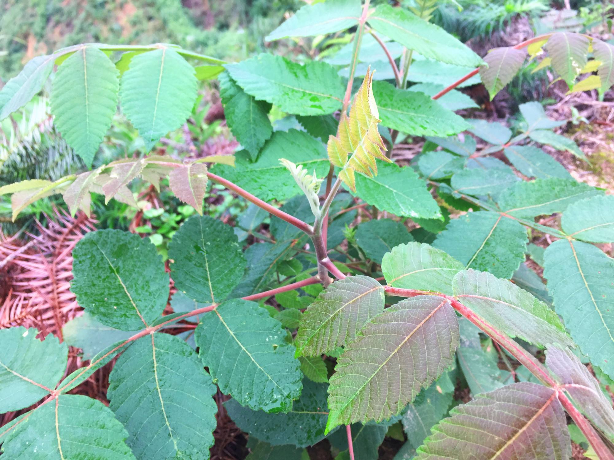 很多人不知道,盐肤木原来有这么多价值,涨知识了