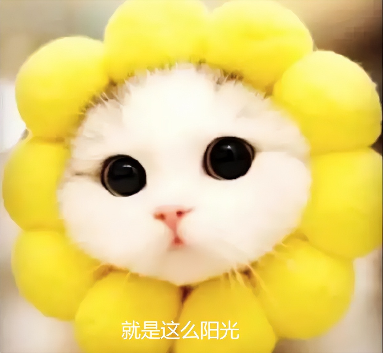 安全稳定，免费不限速，向日葵带你解锁“阳光”下的远控