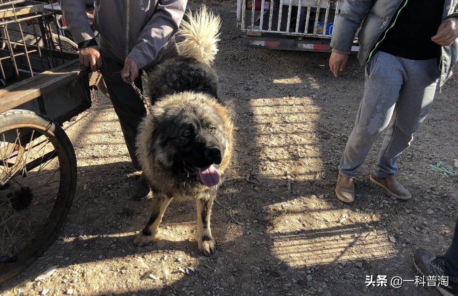 日本土佐犬(世界上最凶猛的十大恶犬，日本土佐上榜，藏獒只能屈居第二)