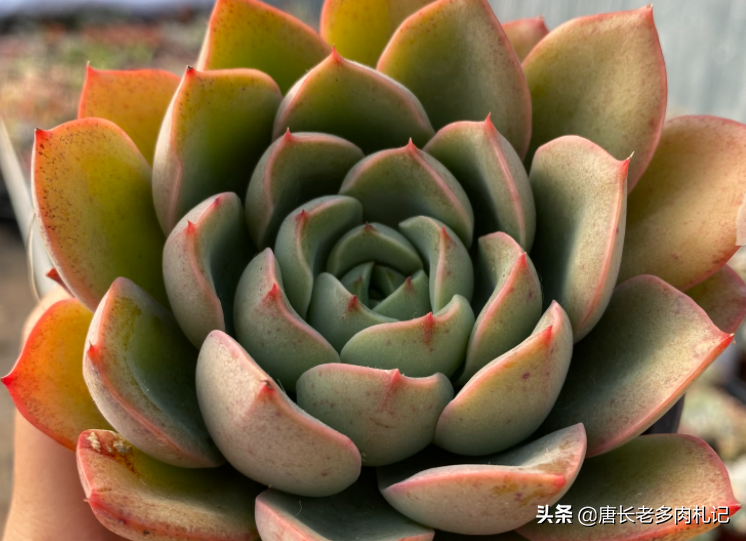 多肉华美,听名字想入手一棵,又担心自己无法将它养得更"华美"