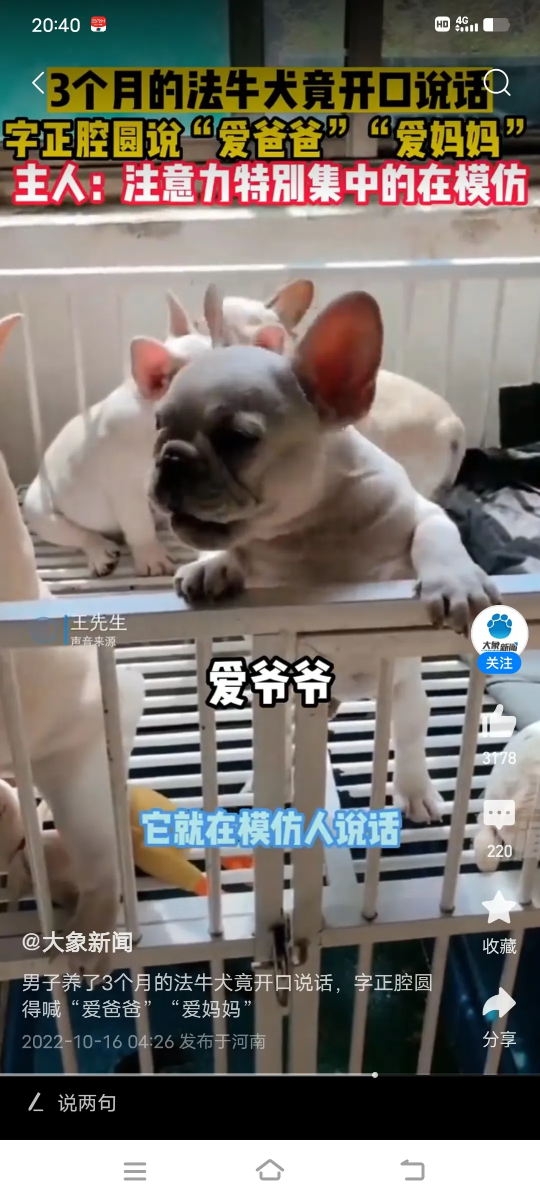 法牛犬一般多少钱一只(这个法牛犬竟然能喊爱爸爸、爱妈妈，究竟是怎么回事呢？)
