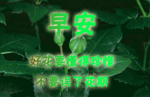 送给朋友的早上好祝福图片 问候早上好暖心语录 相遇最美、感谢有你图片