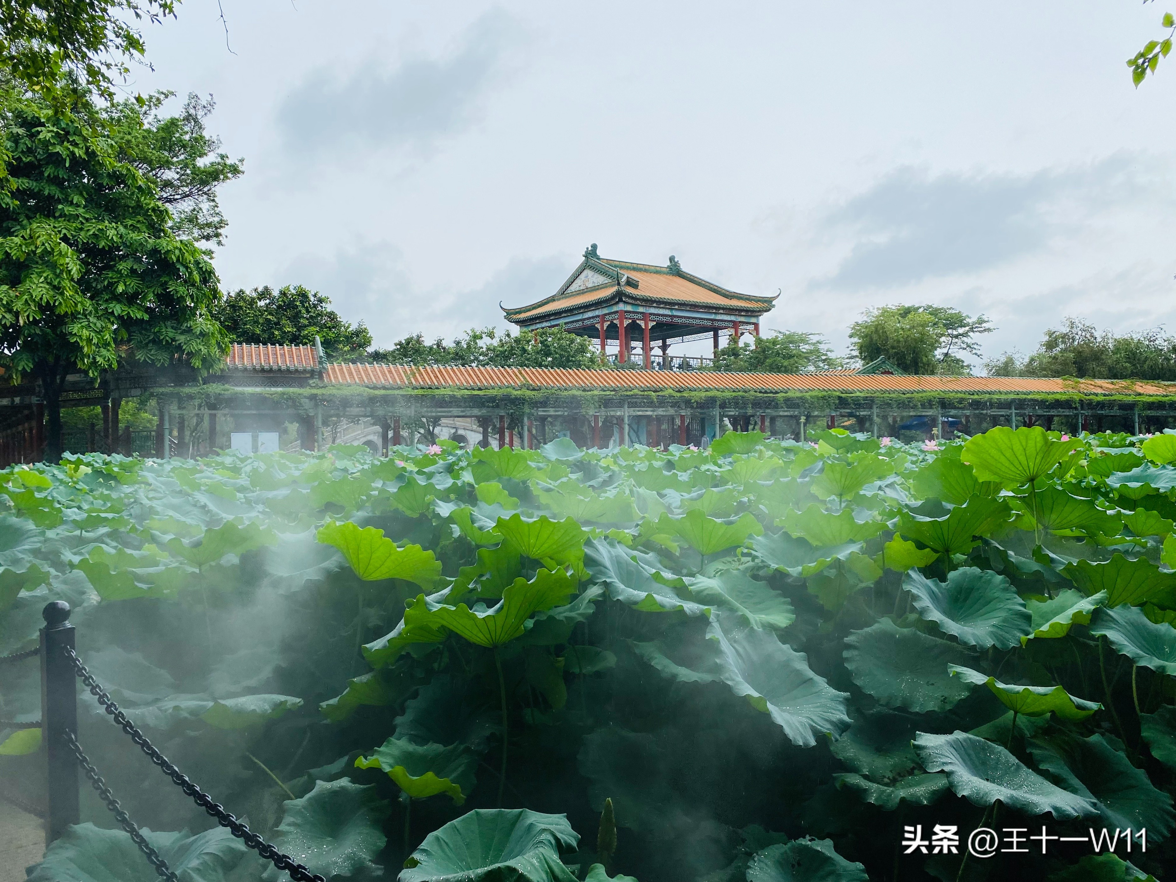 雨中漫步宝墨园，赏荷游船好惬意