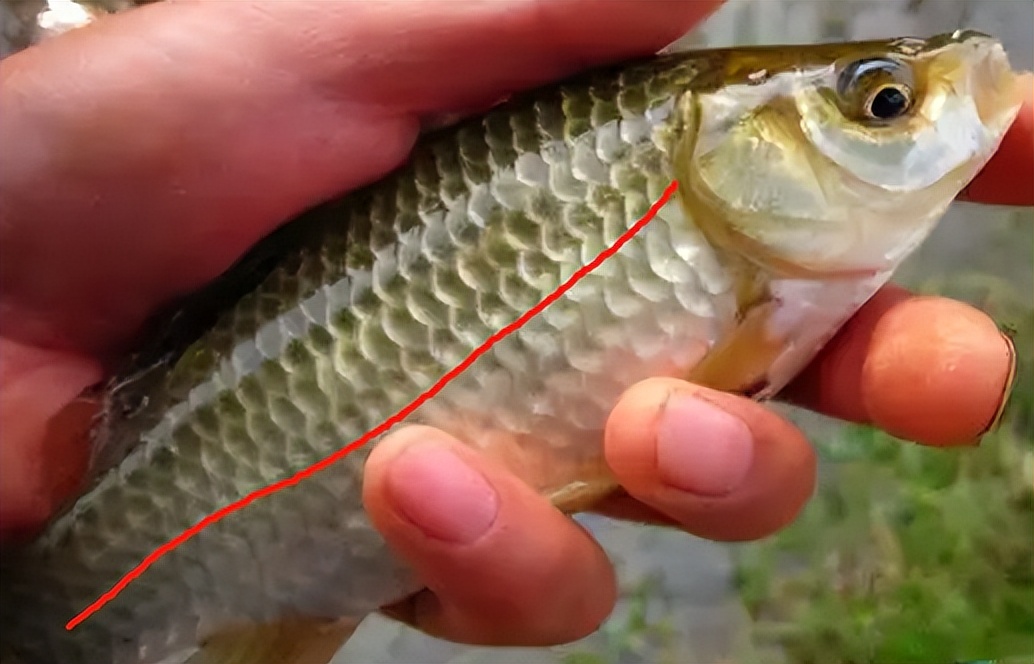 鲤鲫鱼与鲫鱼区别图片(鲫鱼有几种) - 赤虎壹号