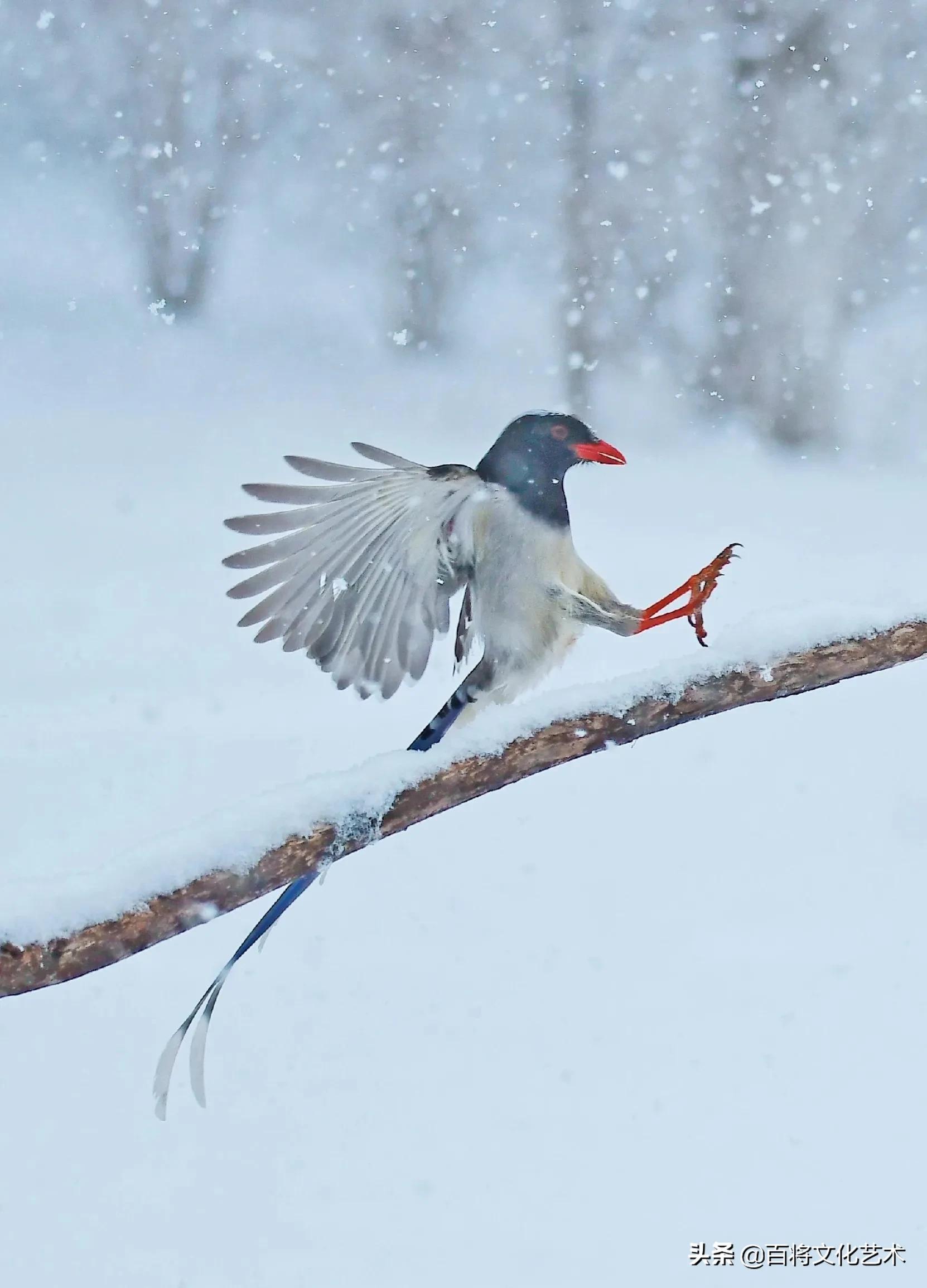 摄影作品「百将文化」大雪纷飞中的红嘴蓝鹊