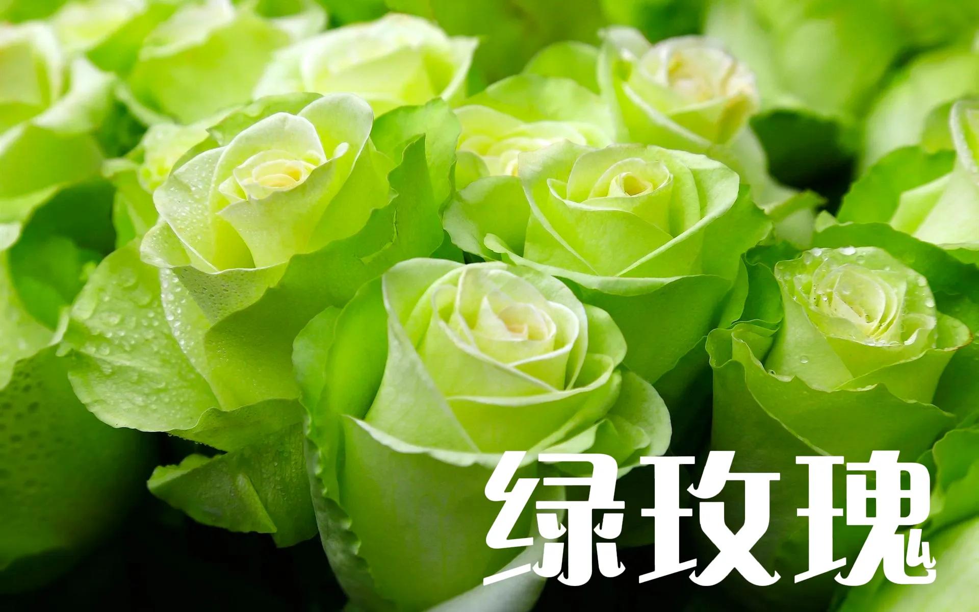 香槟玫瑰和红玫瑰哪个好（不同颜色玫瑰花的花语）