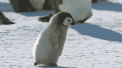 世界上最耐寒抗冻的鸟是什么，企鹅也是可以被冻死的