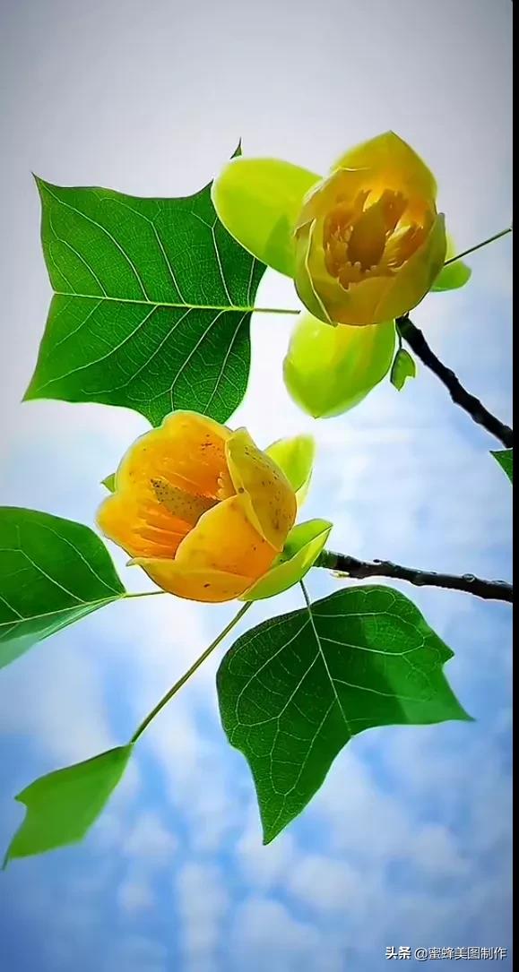 鲜花，因盛开而芬芳；风景，因走过而醉人