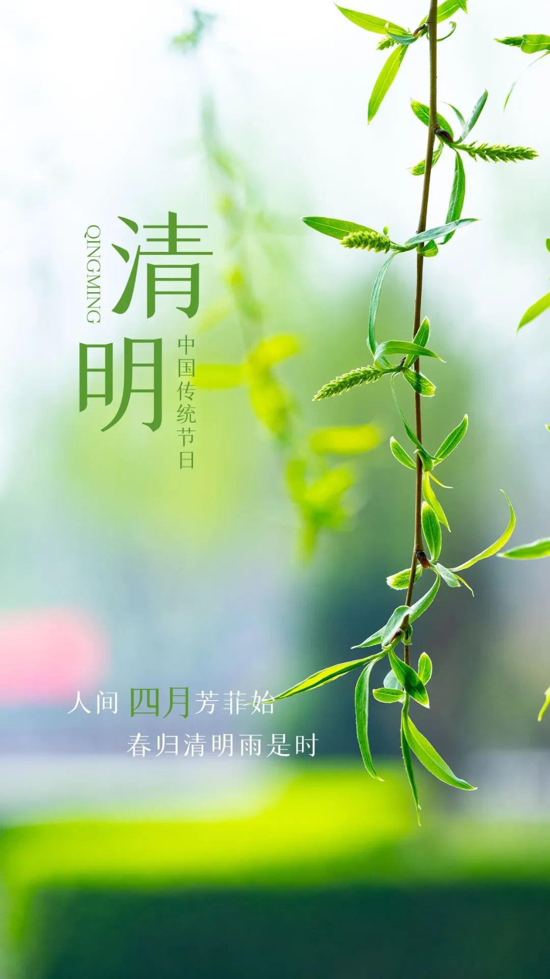 4月5日清明时节早晨问候暖心句子 人间四月芳菲始、春归清明雨是时图片