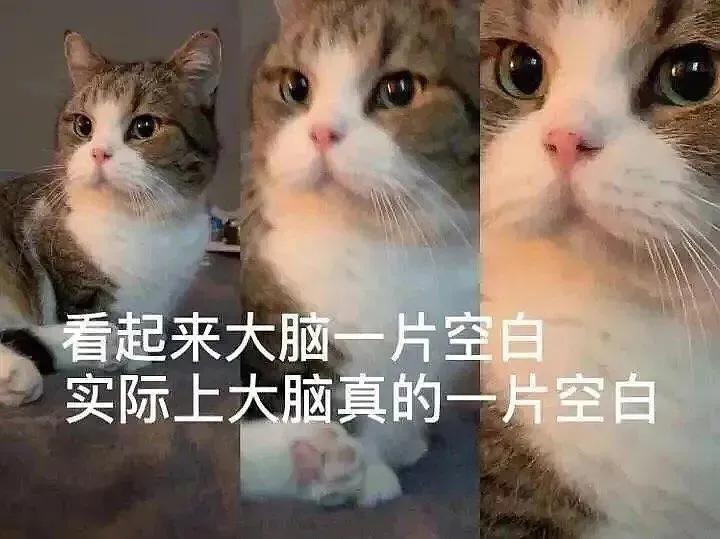 猫咪搞笑表情包