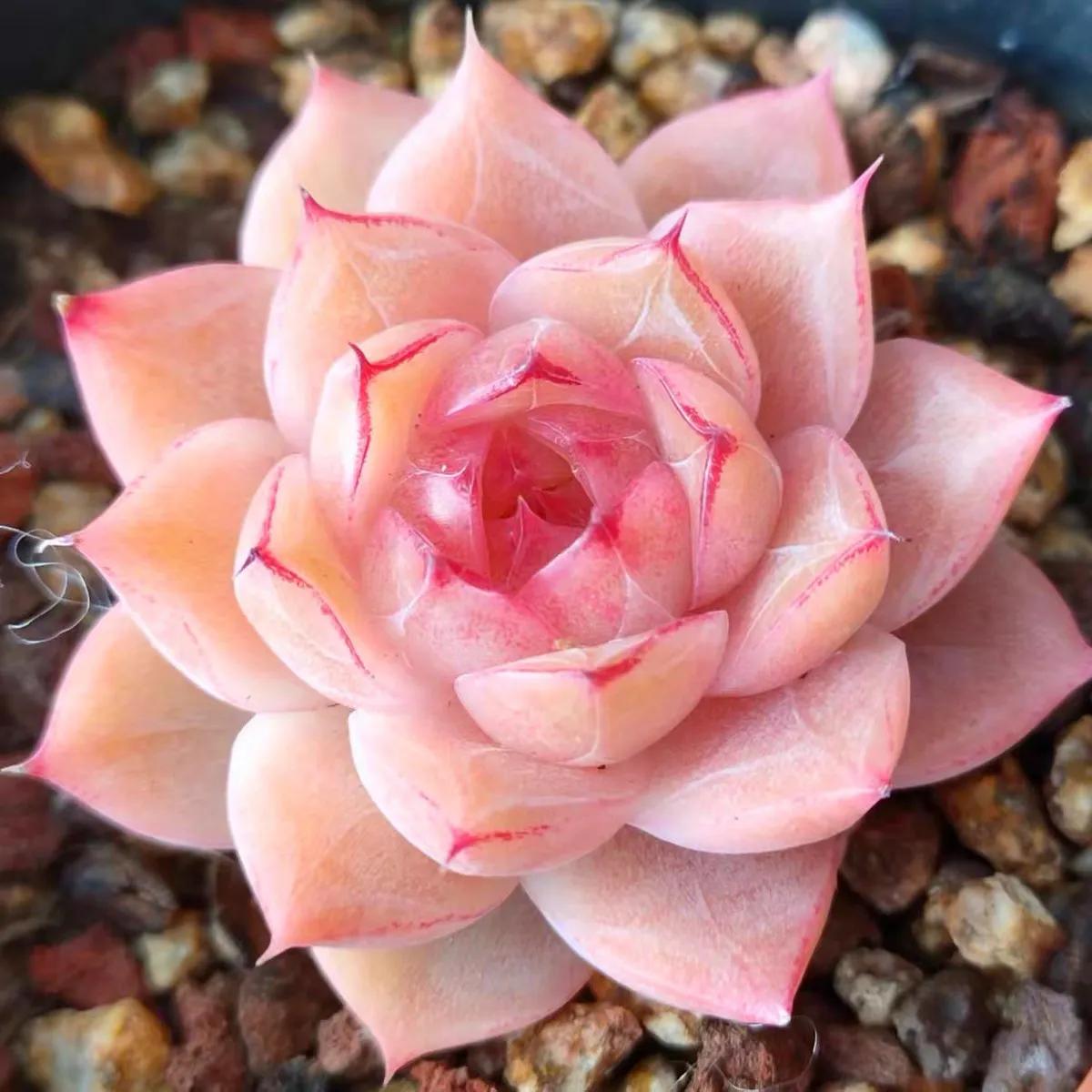 pinky(又叫粉色天使)广寒宫和沙维娜的杂交品种,属于薄叶系多肉.53.