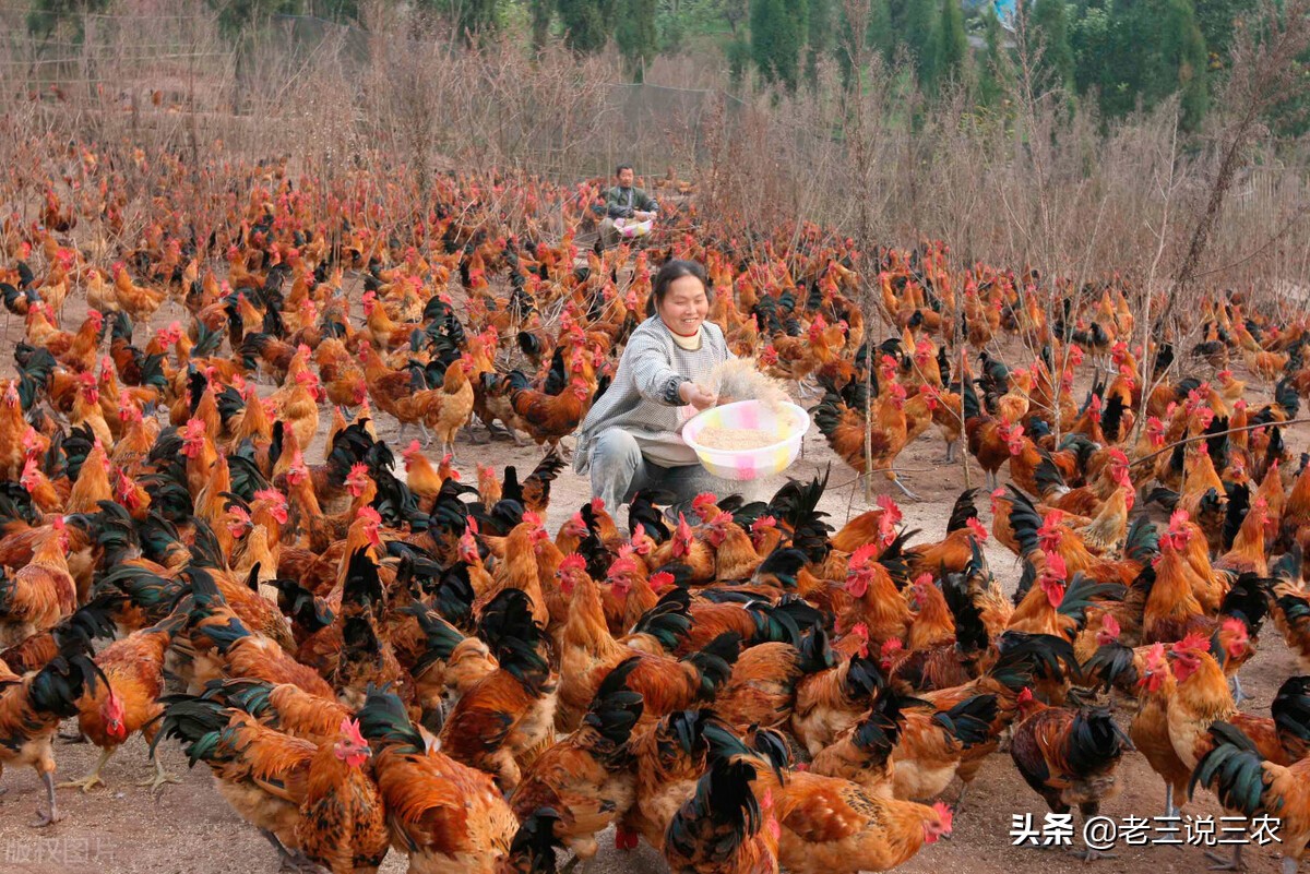 放什么东西老鼠不敢来(鸡场老板：这三种方法，只要往养鸡场一用，老鼠不敢来，非常管用)