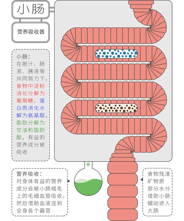 5天不拉屎大便哪去了(憋回去的大便去哪了)