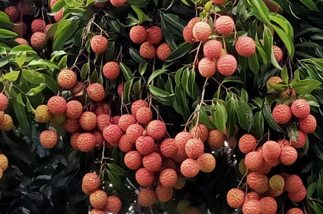 深圳有什么特产深圳特产有哪些容易带