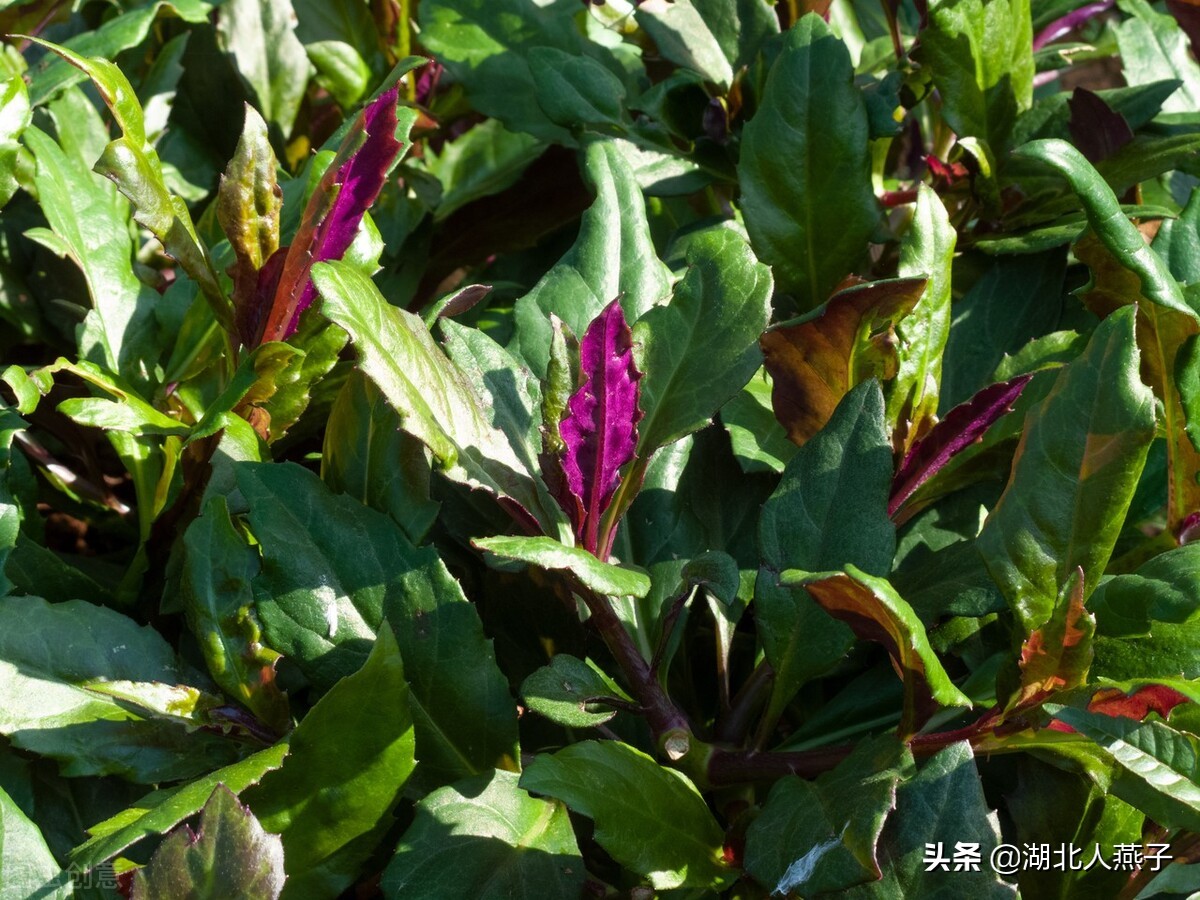 50种野菜大图片，教你认识不同的野菜和吃法，你想要的野菜这里有