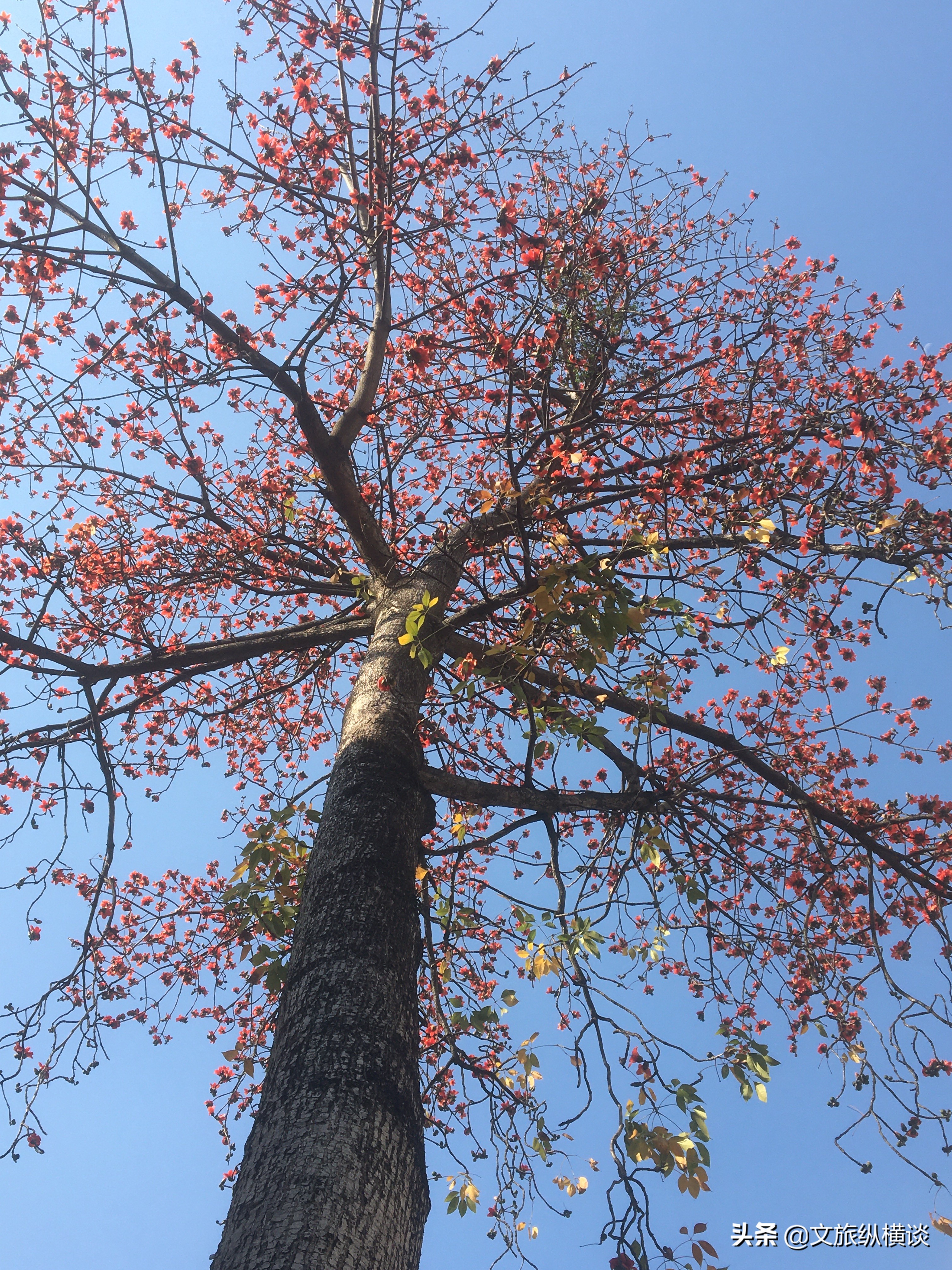 春天里，广州花开叶落，半城花海半城秋