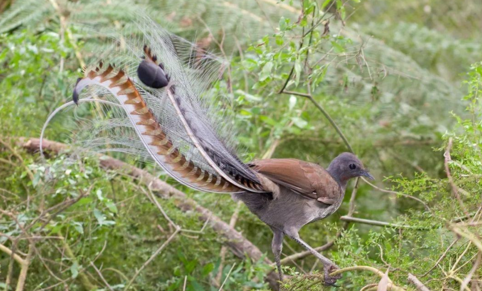 "口技专家"——琴鸟