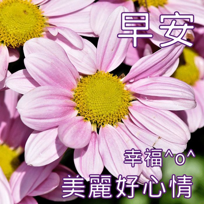 2022唯美夏天早上好问候语图片文字精选 不变的牵挂、永恒的祝福图片