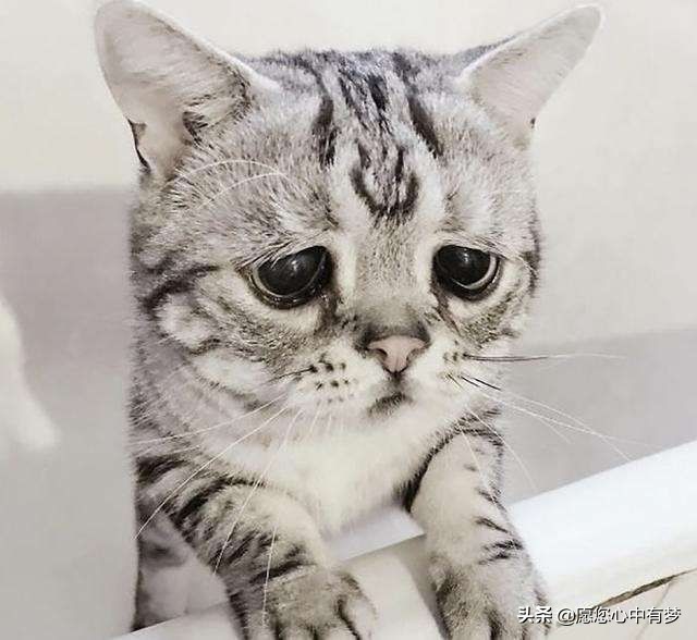 猫咪呕吐黄水精神不振食欲不振怎么办？