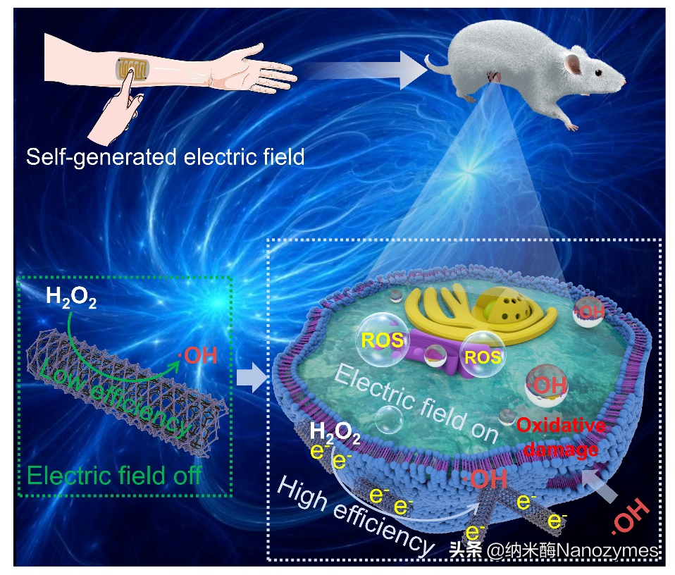 「转载」Adv. Mater. | 人体自身产生电场促进纳米酶的电子极化