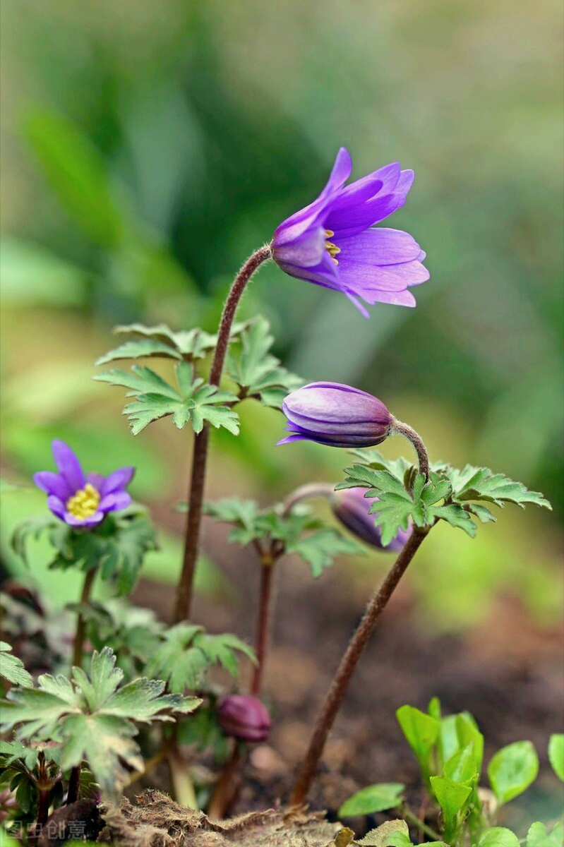 一花一深爱，三月再见四月美，万紫千红百花艳，愿岁月深情你安好