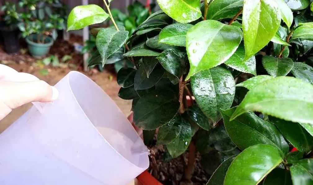 茶花的养殖方法家里如何养好茶花（分享5个养护技巧）