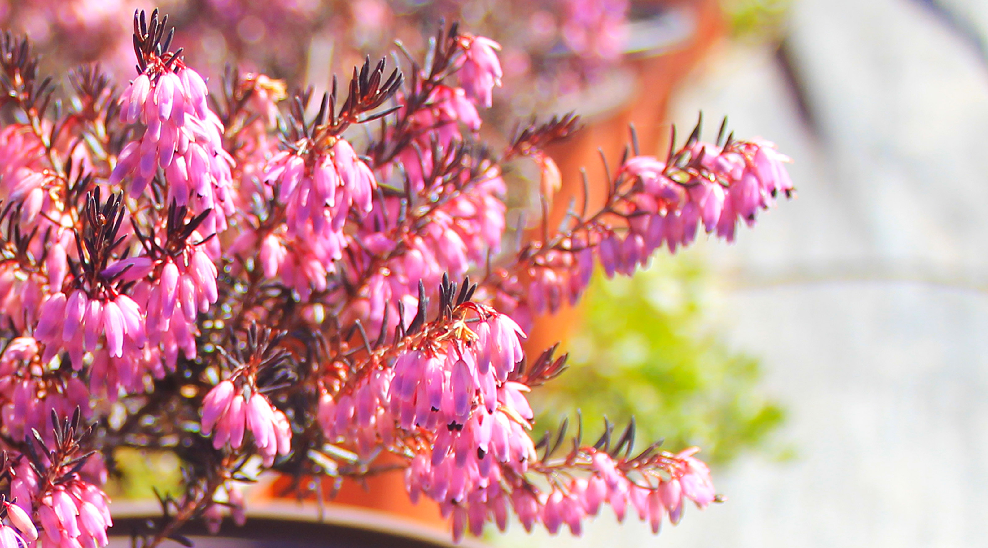 百花图系列 (十二)欧石楠,谁言寸草心,报得三春晖