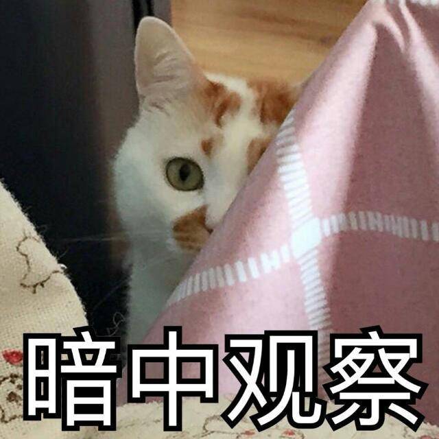 橘猫值钱吗橘猫价格