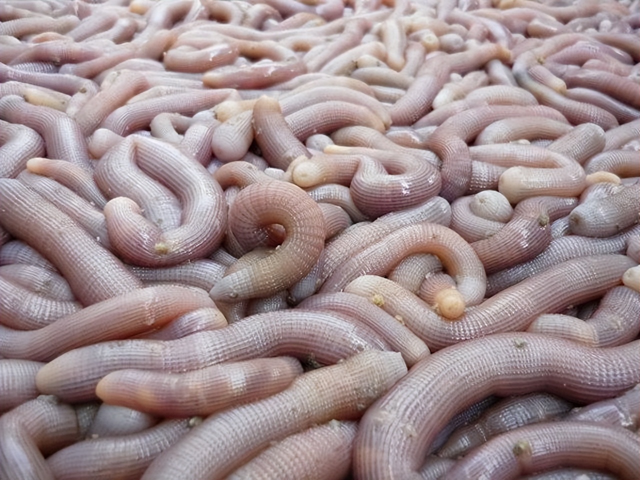 广东的"沙虫刺身",口感爽脆,鲜味十足,外地人宁愿挨饿也不吃