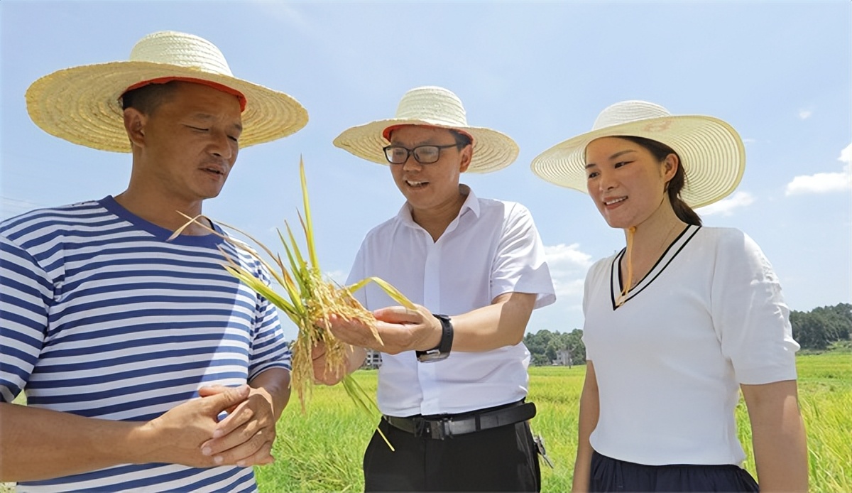 隆回县高平镇早稻开镰收割忙