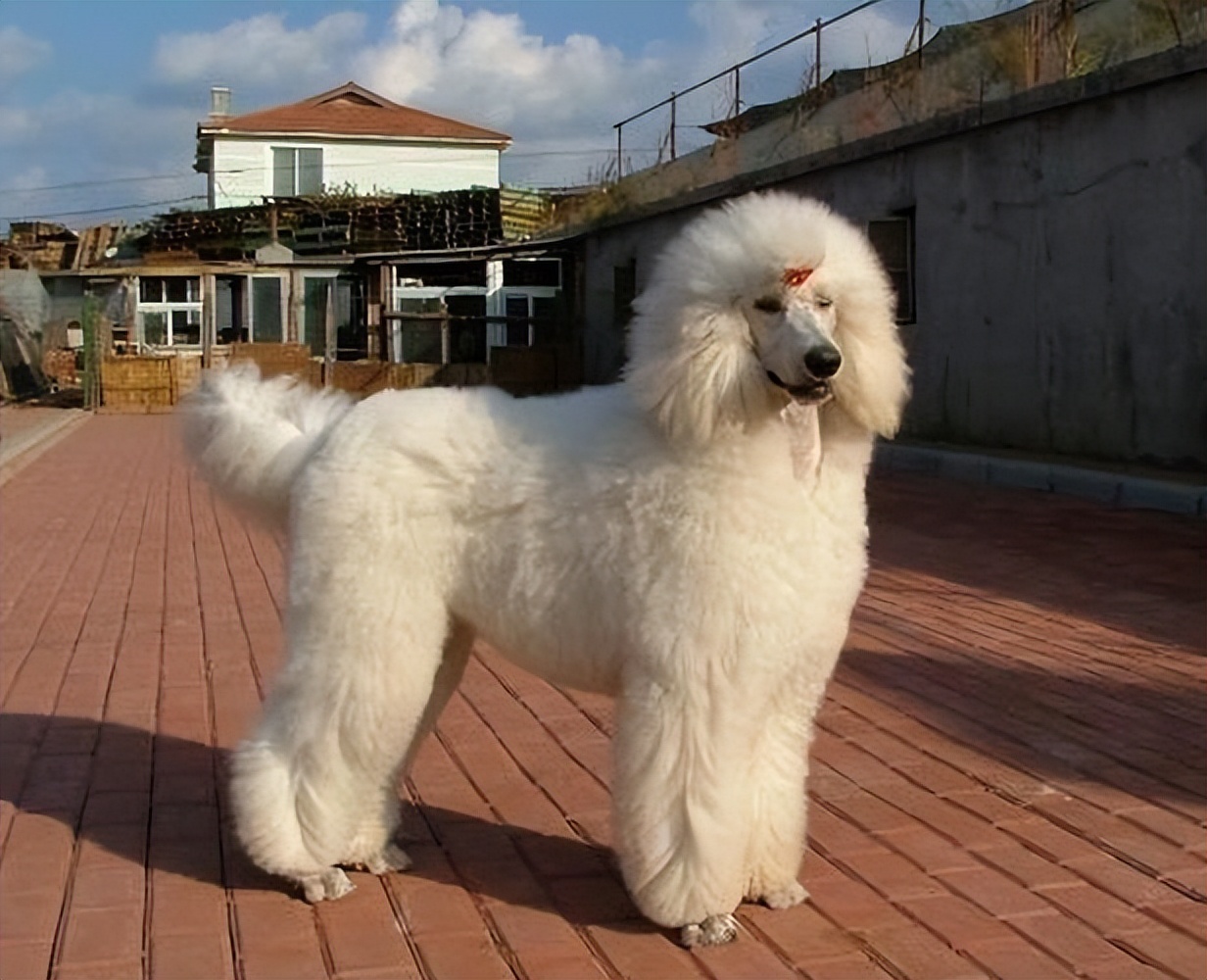 为什么"巨型贵宾犬"多人养?颜值高又粘人,很难不爱