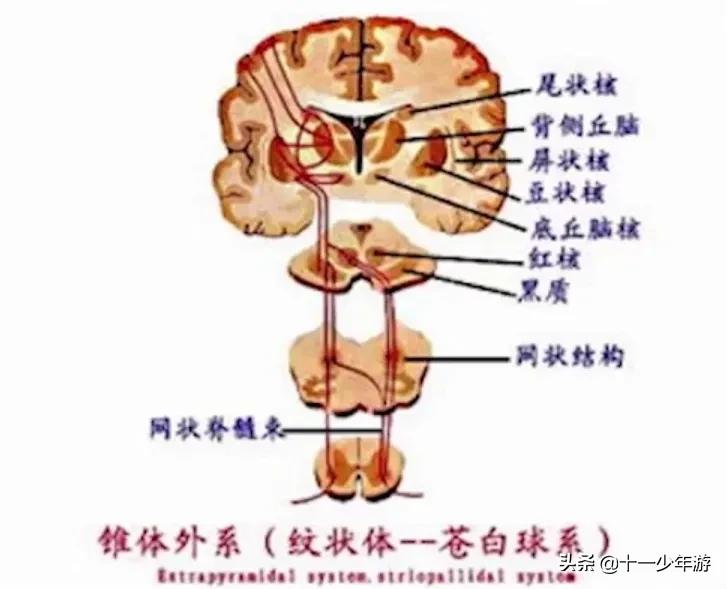 nba被动肌张力包括有哪些(运动系统解剖、生理及损害表现)