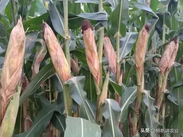 亩产2200斤的鲁单510，适合山东 河北 河南种植，是2021年的好品种