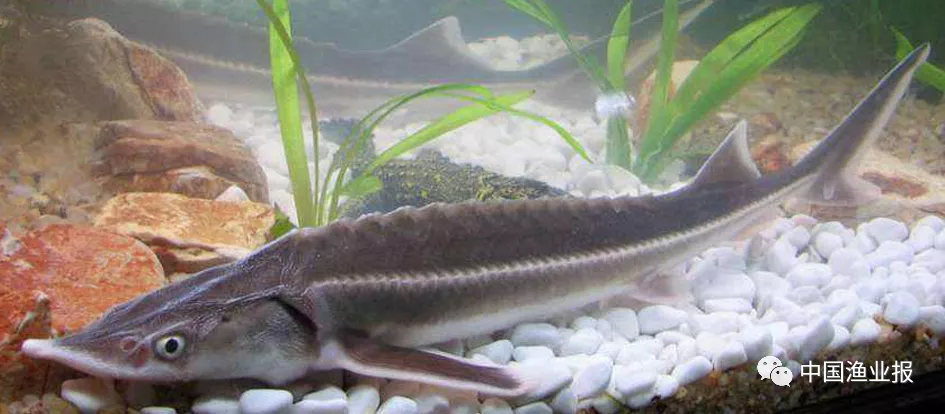 科学放流指南 |(六)禁止放流的常见水生生物外来种、杂交种和选育种