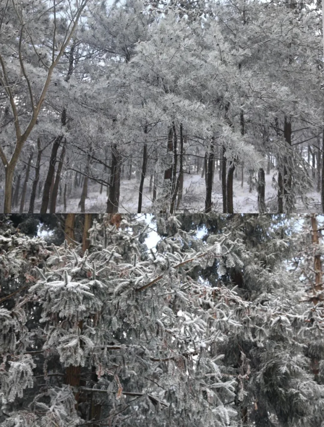 宁波玩雪攻略，下一场雪即将到来，提前码住即刻出发