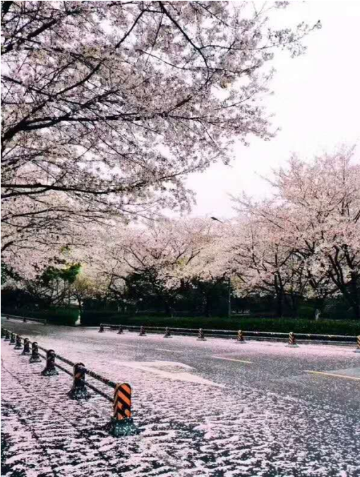 万里云 | 芳心寸寸情依旧，霞彩年年绘早春（樱韵读春格律十二首）