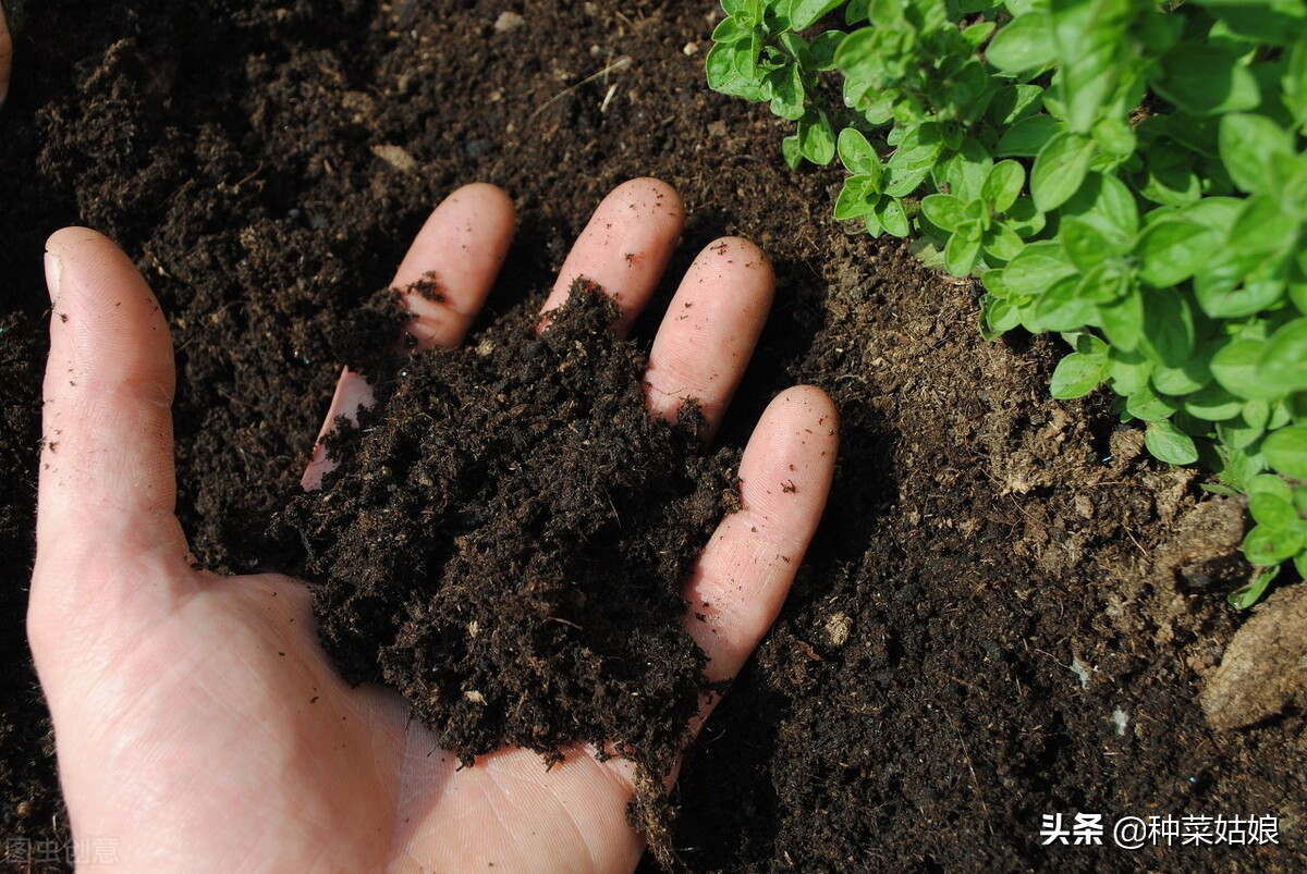 种菜越久土壤越硬怎么办，加入这3种，土质松软又透气，赶紧试试