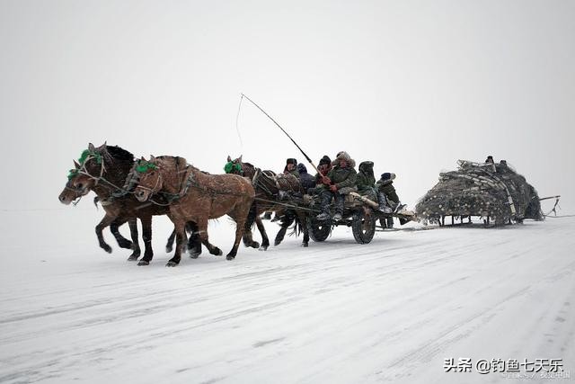 头鱼拍出299.99万天价，单网出鱼10万斤！查干湖的鱼永远捞不完？