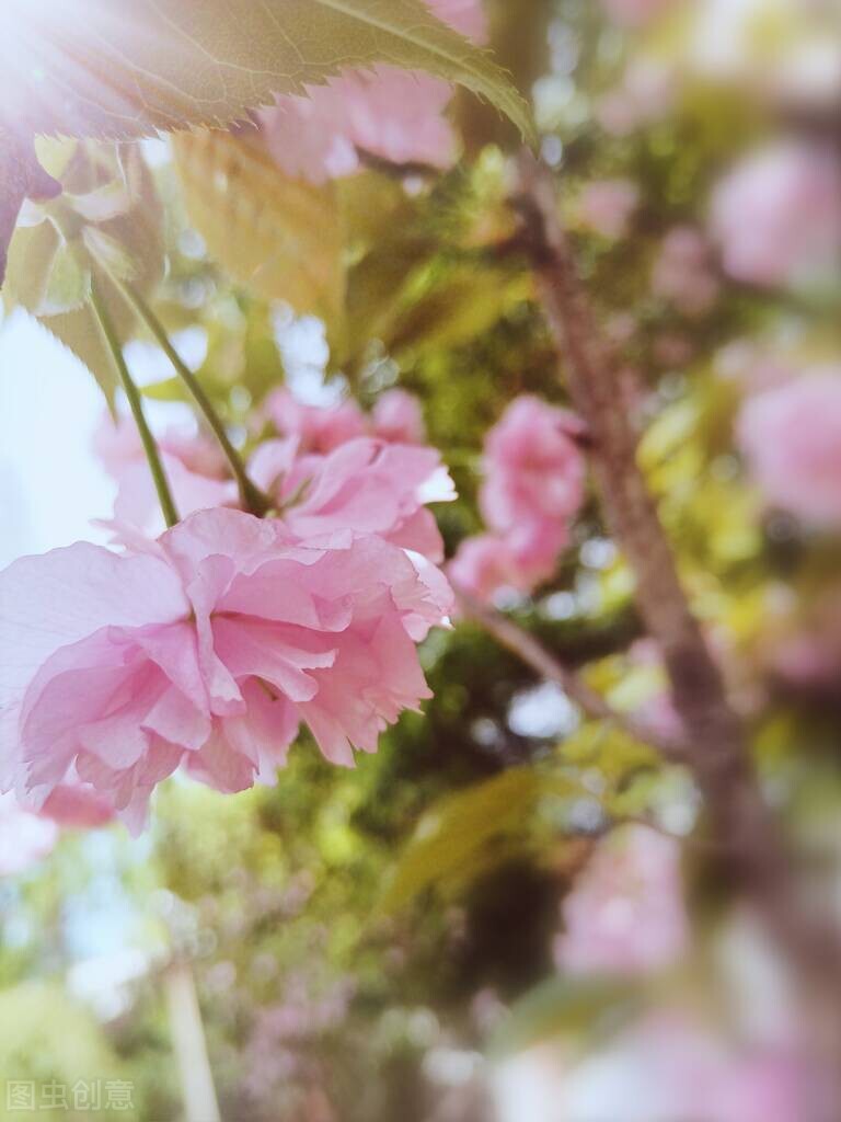 关于粉色的唯美句子 粉色控的说说大全