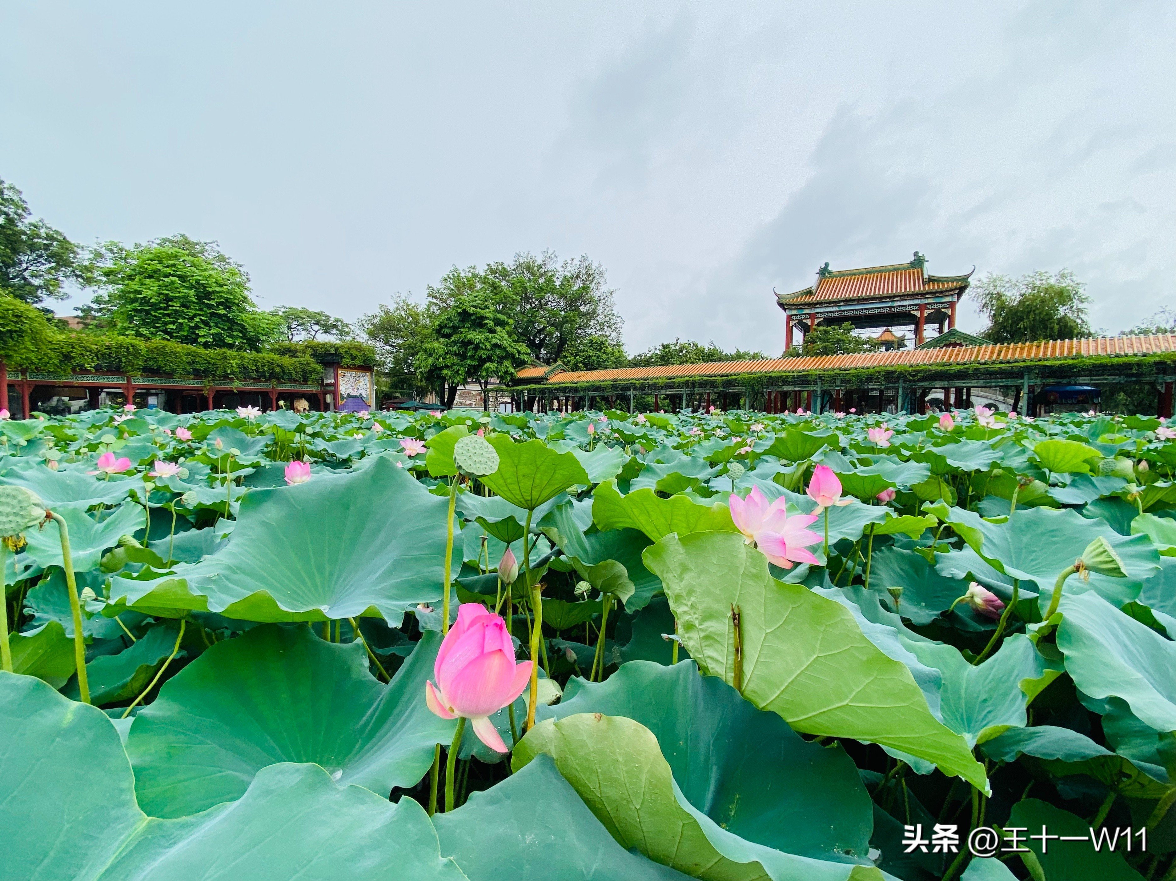 雨中漫步宝墨园，赏荷游船好惬意