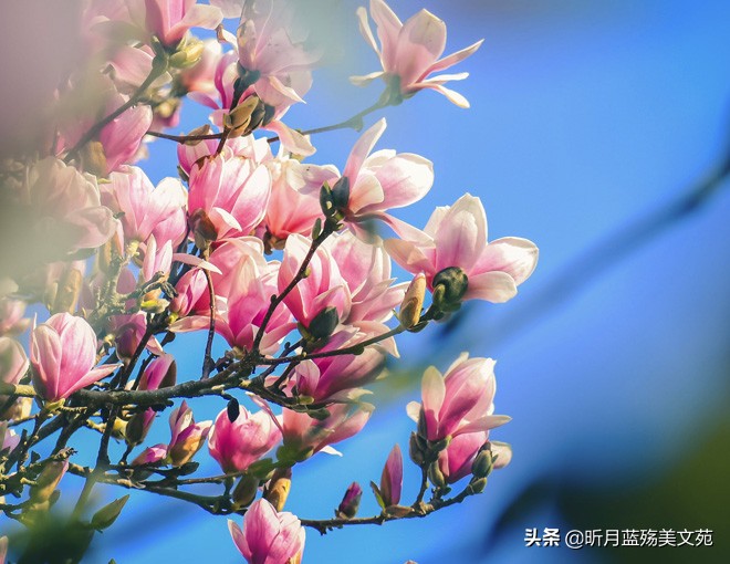 大年初十，写给爱人的祝福，温暖心扉