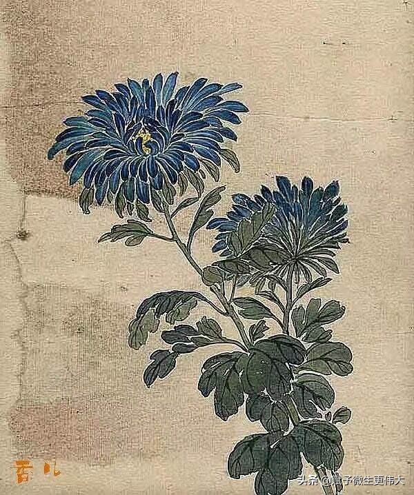 临九菊——故乡篱下菊 今日几花开