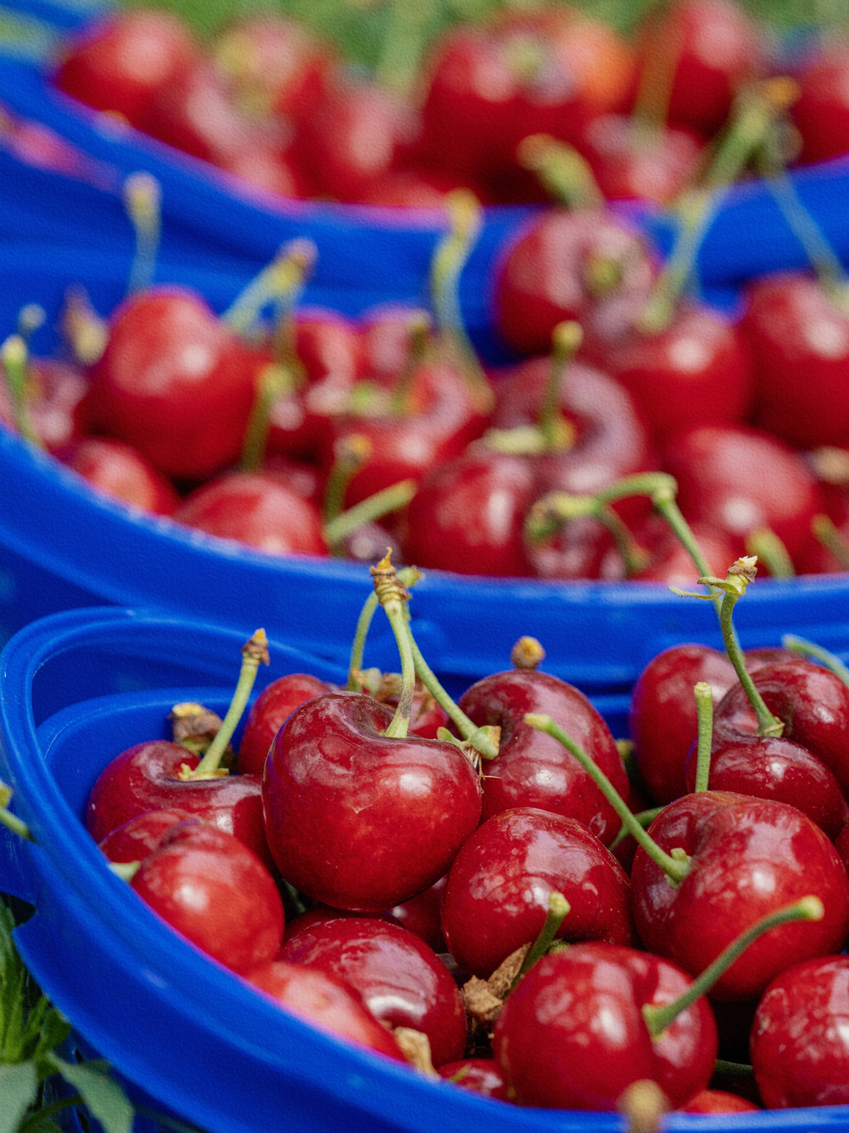 蒙自鸣鹫车厘子成熟上市