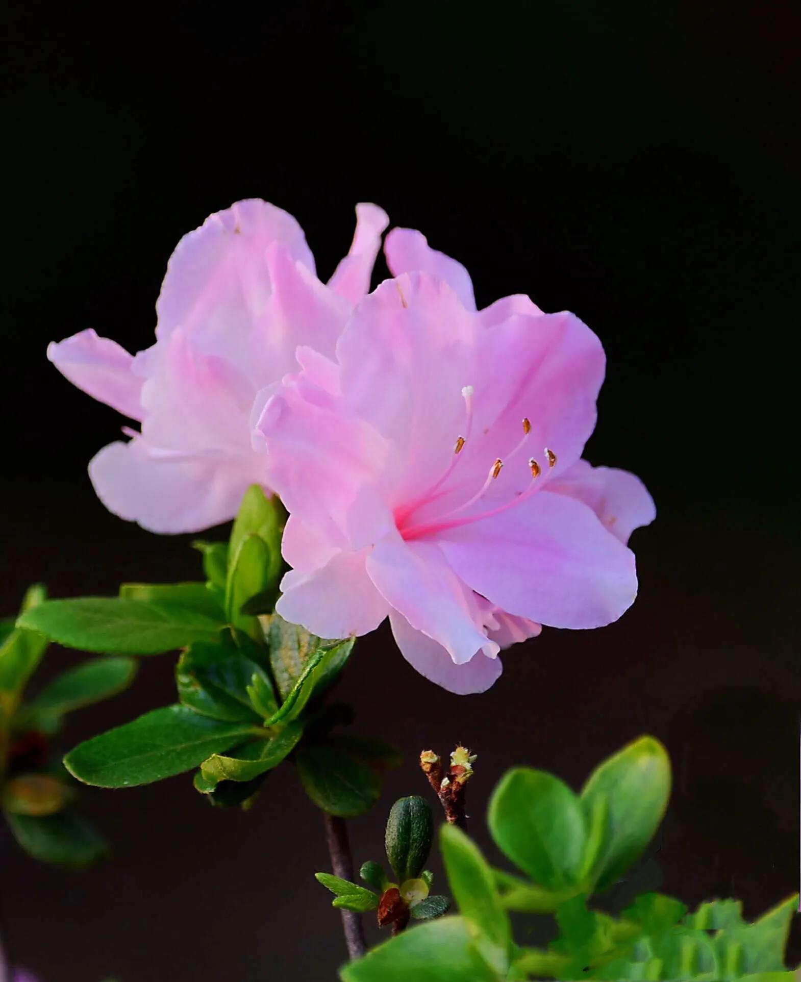 春娟的故事图片 _飞翔号