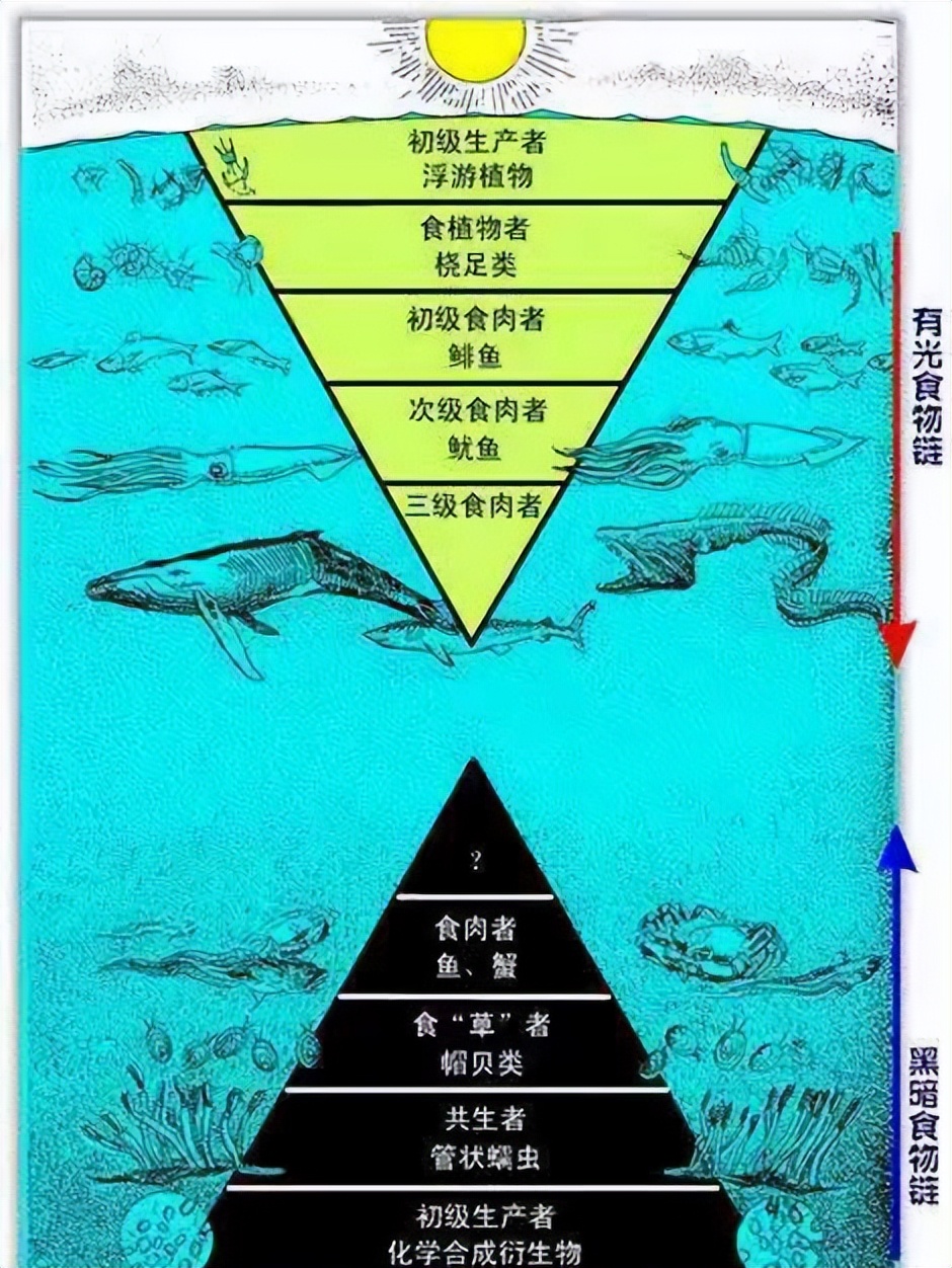 俄渔民发现怪异物种，像缝合怪，专家：鬼鲨！为何深海鱼大都很丑