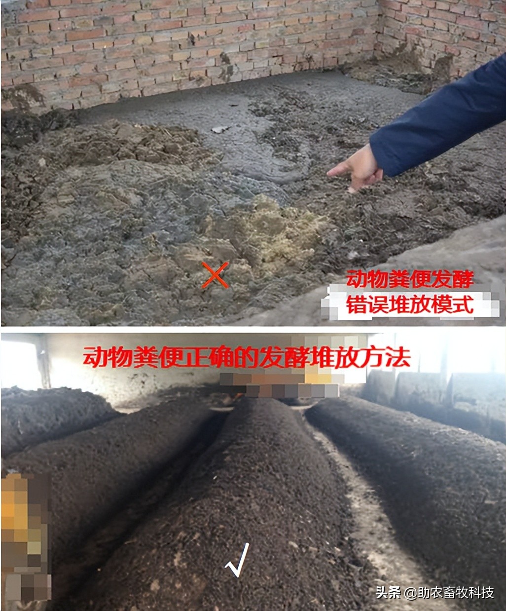将动物粪便、污泥、生活垃圾、餐厨垃圾等快速发酵成有机肥新技术